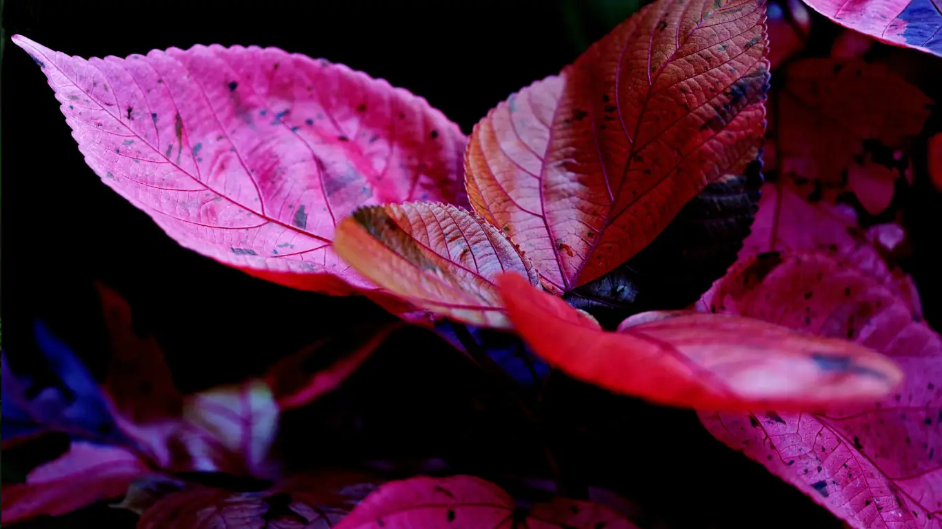 Rode bladeren in het licht — er is gezamenlijkheid én ruimte voor ieder individueel blad. Het contrast met de donkere achtergrond maakt die eigenheid zichtbaar.