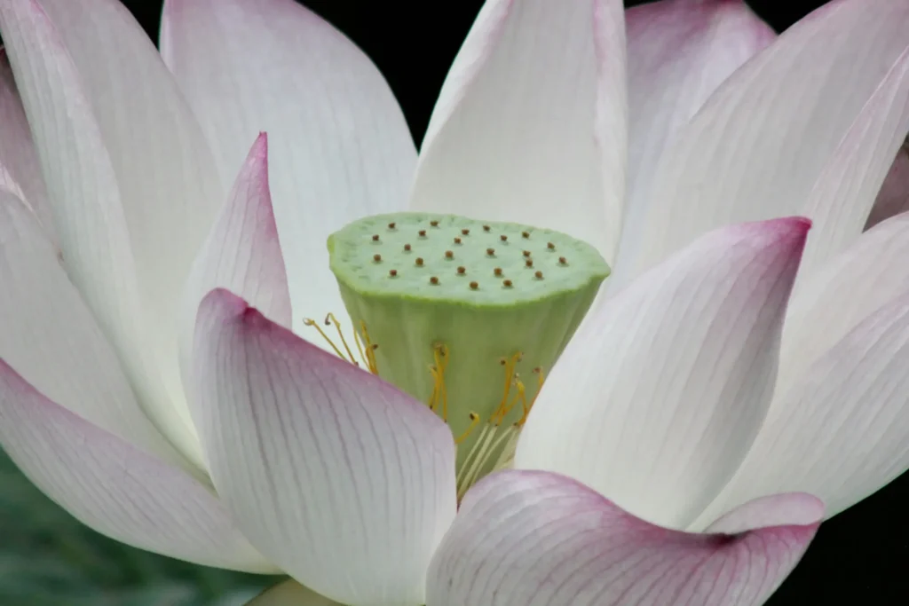 Innerlijke kracht & Balans, de lotusbloem staat voor krachtige groei, door de modder naar de schoonheid.